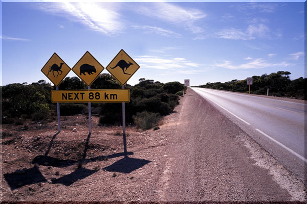 �i���{�[�����̓��H�W�� Nullabor�@Plain