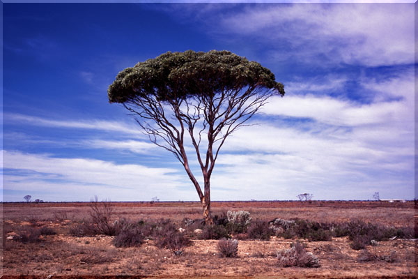 �i���{�[�����̎��� Nullabor�@Plain