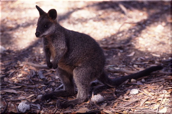 �^�����K�������̃J���K���[ Taronga Zoo