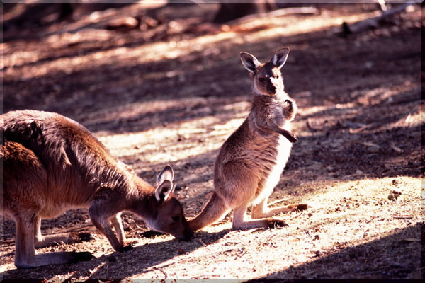 �^�����K�������̃J���K���[ Taronga Zoo