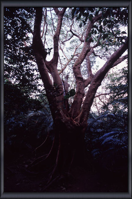 �Č��̃M�����C�k�r�� Yonehara