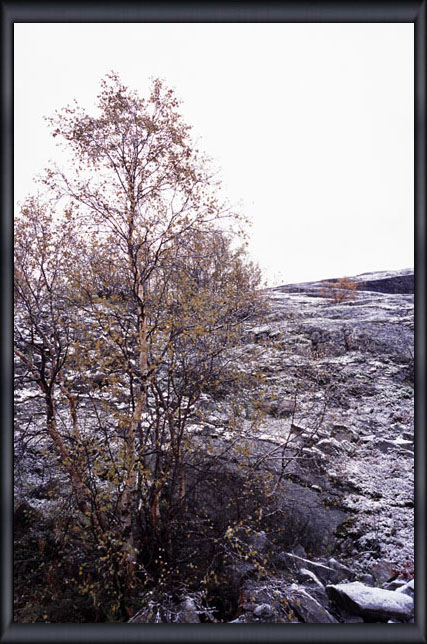 �X���̐�@�q���P�l�X�@Kirkenes