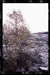 �X���̐�@�q���P�l�X�@Kirkenes